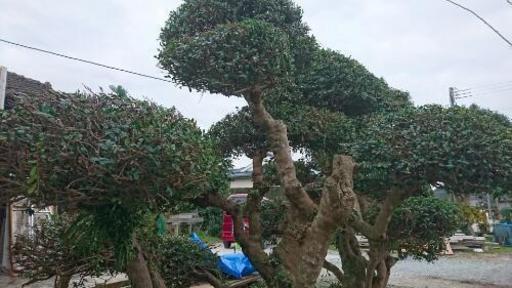 豆つげの木
