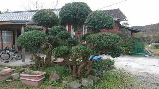 豆つげの木