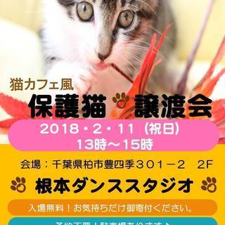 猫カフェ風　保護猫譲渡会