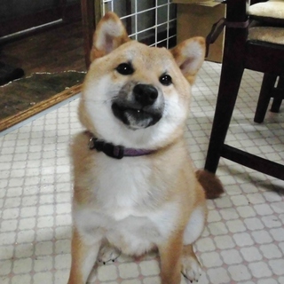 埼玉県 熊谷市の犬の里親募集 ジモティー