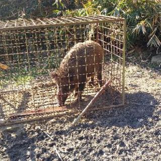 猪にあげる餌を下さい