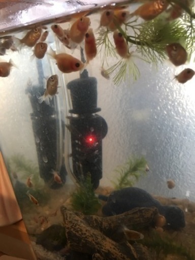 ピンポンパールの赤ちゃん 雄一 武蔵藤沢のその他の中古あげます 譲ります ジモティーで不用品の処分