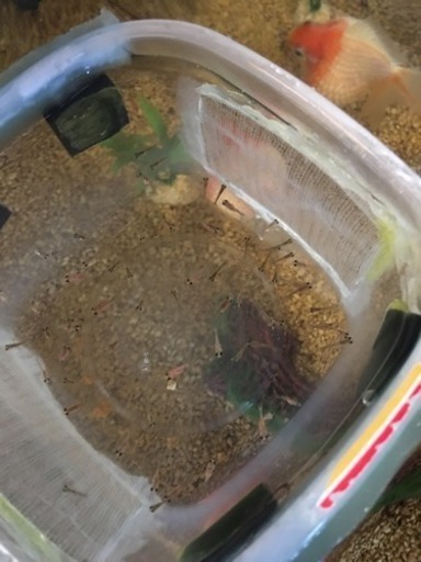 ピンポンパールの赤ちゃん 雄一 武蔵藤沢のその他の中古あげます 譲ります ジモティーで不用品の処分