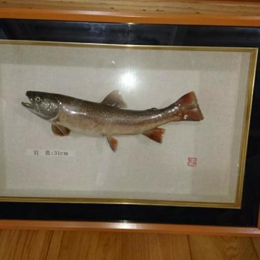 岩魚 の 剥製