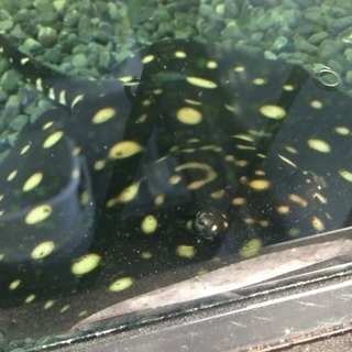 ダイヤモンドポルカドットスティングレイ 2匹セット 淡水エイ 熱帯魚 古代魚 大型魚 Viper 新守山のその他の中古あげます 譲ります ジモティーで不用品の処分
