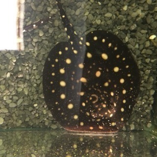 ダイヤモンドポルカドットスティングレイ 2匹セット‼︎ 淡水エイ