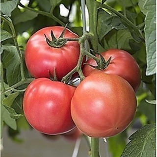 若松水切りトマト栽培