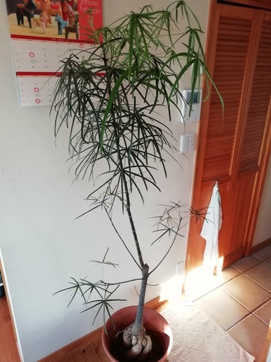 クイーンズランドボトルツリー　１８０ｃｍ　観葉植物