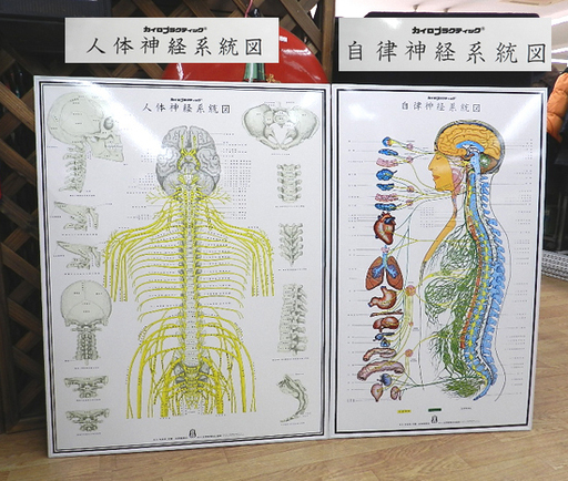 自律神経系統図 人体神経系統図 カイロプラクティック パネル 2枚 高さ92㎝ PayPay(ペイペイ)決済可能 系統図 自立神経 人体神経 札幌市 清田区 平岡