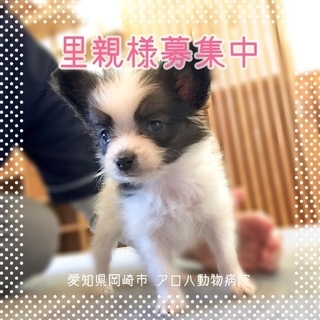 【里親募集】うまれつき白内障のパピヨンの子犬