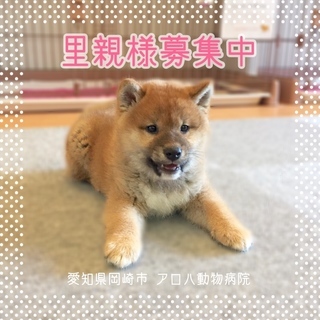 【里親募集】うまれつき心臓病あり・笑顔のかわいい柴犬の子犬