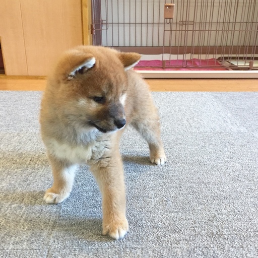 【里親募集】うまれつき心臓病あり・笑顔のかわいい柴犬の子犬 (アロハ動物病院) 岡崎の犬の里親募集｜ジモティー