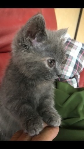 ミヌエット 短足 雌 6か月 里親募集 (KOUJI) 武蔵村山の猫の里親募集 
