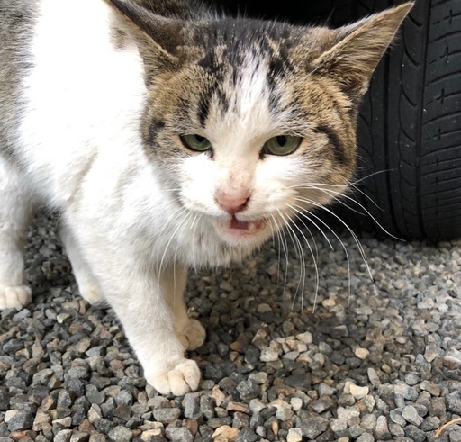 里親募集 甘えん坊さんです のん 福山の猫の里親募集 ジモティー