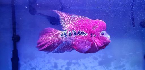 フラワーホーン　熱帯魚