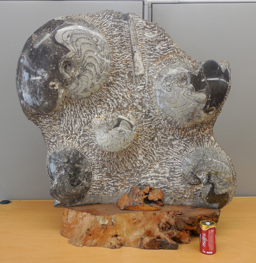 化石 オウムガイ オルソセラス 石盤 幅49×高さ52cm 希少 ペイペイ対応