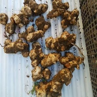 【都城の方2万円で取引済み】菊芋お譲り致します。