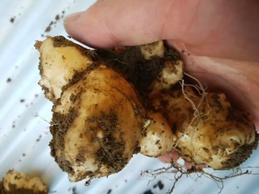 【都城の方2万円で取引済み】菊芋お譲り致します。