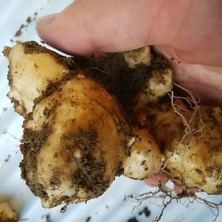 【都城の方2万円で取引済み】菊芋お譲り致します。