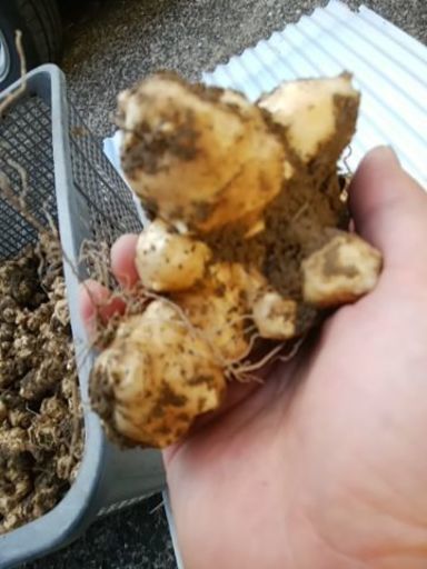 【都城の方2万円で取引済み】菊芋お譲り致します。