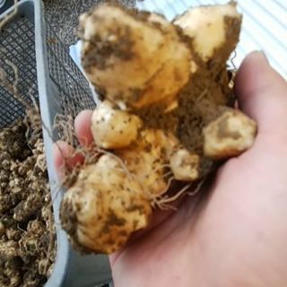 【都城の方2万円で取引済み】菊芋お譲り致します。