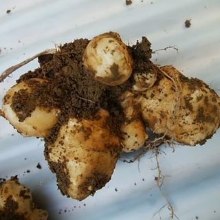 【都城の方2万円で取引済み】菊芋お譲り致します。