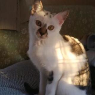 ゴマフアザラシみたいな柄のゴマちゃん ちなねこ 太田の猫の里親募集 ジモティー