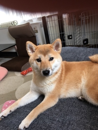 芝犬 メス 1歳4ヶ月 大事にしてくれる里親様 桃香 釧路の柴犬の里親募集 ジモティー