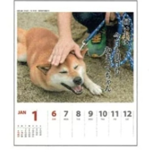 柴犬カレンダー犬川柳19年壁掛け卓上カレンダー未開封 はるみん 福知山の年中行事用品 その他 の中古あげます 譲ります ジモティーで不用品の処分