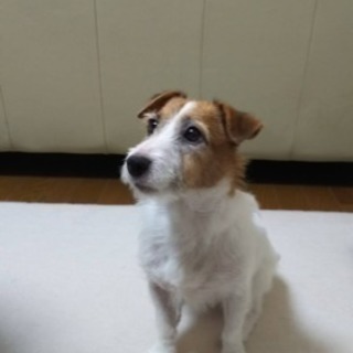 もらって 子犬 ジャック テリア ください ラッセル ジャックラッセル｜里親募集｜ジモティー