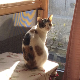 小柄でかわいい三毛猫さん − 神奈川県