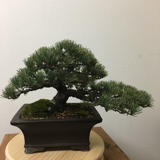 宮島五葉松