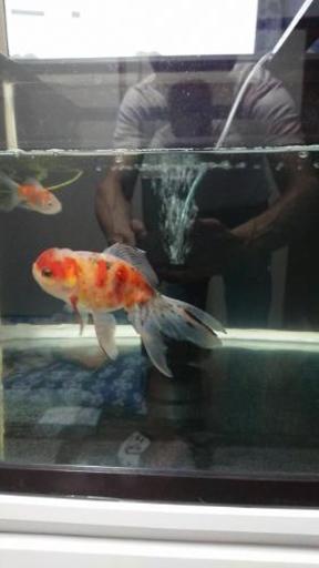 東錦 桜東錦 なおやん 北九州のその他の中古あげます 譲ります ジモティーで不用品の処分 東錦 桜東錦 なおやん 北九州のその他の中古あげます 譲ります ジモティーで不用品の処分