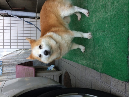 コーギーと柴犬のmix犬です 13歳ですが飼って頂ける方おられませんでしょうか Nishioka 観月橋のその他の里親募集 ジモティー