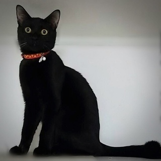黒猫の男の子：生後8ヵ月：甘えん坊ですの画像