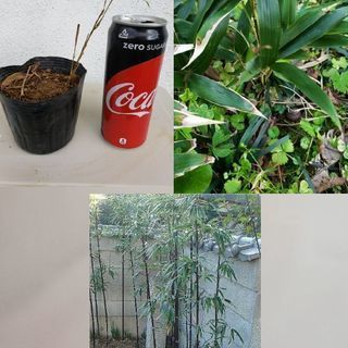 黒竹の苗