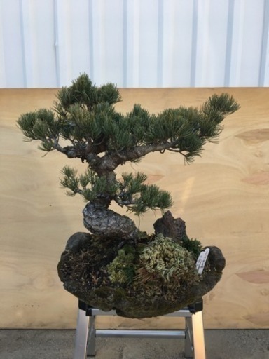 五葉松盆栽