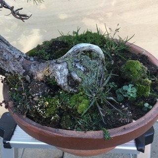 希少激レア！鬼才関野正作　根上がり半懸崖　五葉松　小品　盆栽　黒松　真柏 Yahoo!オークション - 小品盆栽 五葉松盆栽 根上がり半懸崖 関野