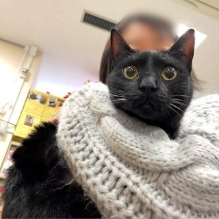 2月3日(日) 猫の譲渡会 名古屋市港区 社会福祉法人 中部盲導犬協会　みなと猫の会 主催の画像