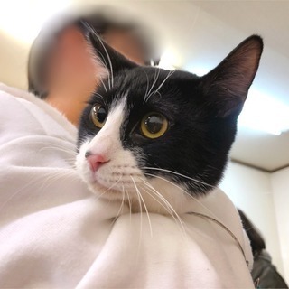 2月3日(日) 猫の譲渡会 名古屋市港区 社会福祉法人 中部盲導犬協会　みなと猫の会 主催 - その他