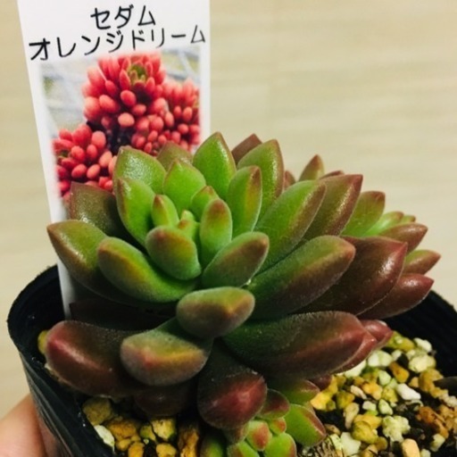 新鮮なセダム 多肉 植物 すべての美しい花の画像