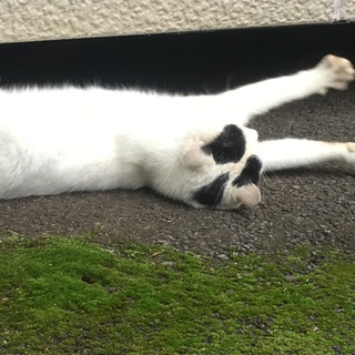 野良猫　問合せ済み　シロクロの成猫 - 盛岡市