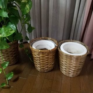 観葉植物の鉢