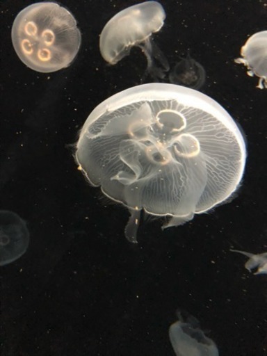 クラゲ好きな方とお友達になりたいです もちこ 東大阪の友達のメンバー募集 無料掲載の掲示板 ジモティー