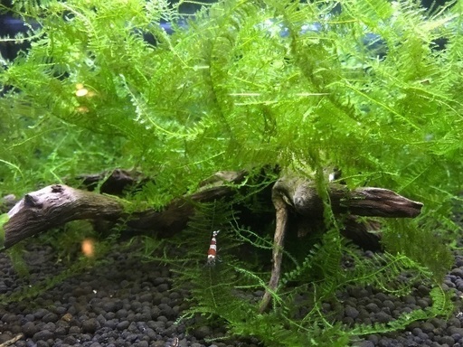 無農薬 南米ウィローモス 水草 アクア 水槽 よーじ 札幌のその他の中古あげます 譲ります ジモティーで不用品の処分