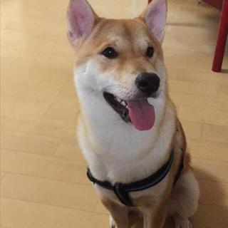 里親さん決まりました。お返事できなかった方､申し訳ないです｡柴犬...