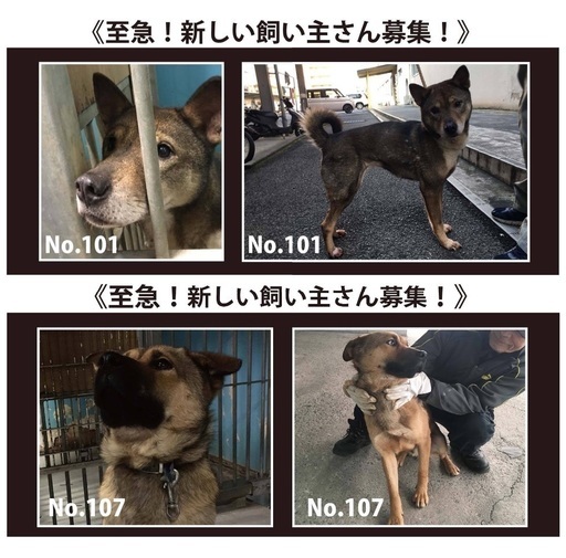 松山市保健所 至急 新しい飼い主さん募集 みかん 松山のその他の里親募集 ジモティー