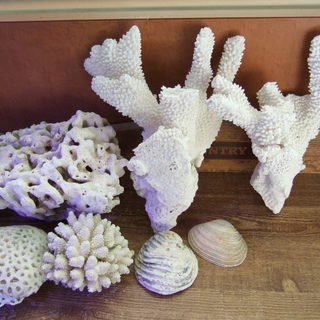 飾り珊瑚　サンゴ