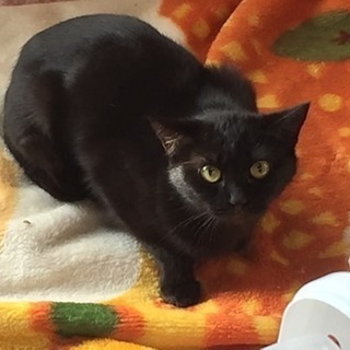 黒猫キキ、3〜４ヶ月 女の子
