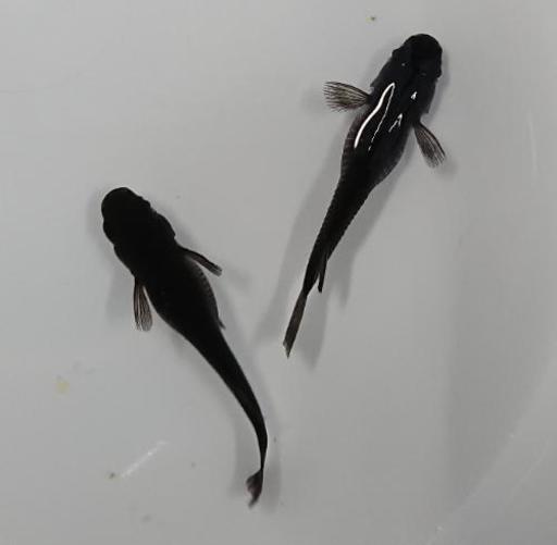 純血 オロチめだか 1ペア 目高 Yyd 赤磐のその他の中古あげます 譲ります ジモティーで不用品の処分 純血 オロチめだか 1ペア 目高 Yyd 赤磐のその他の中古あげます 譲ります ジモティーで不用品の処分